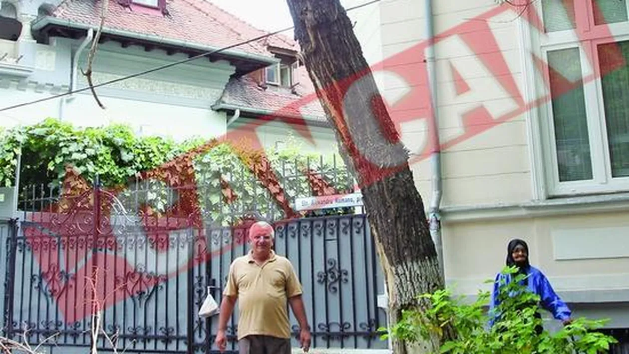 Terorizati de un copac uscat de pe strada Pictor Romano