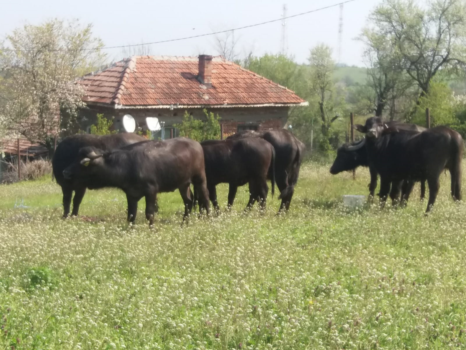 Puținele bivolițe care au mai rămas la Palilula
