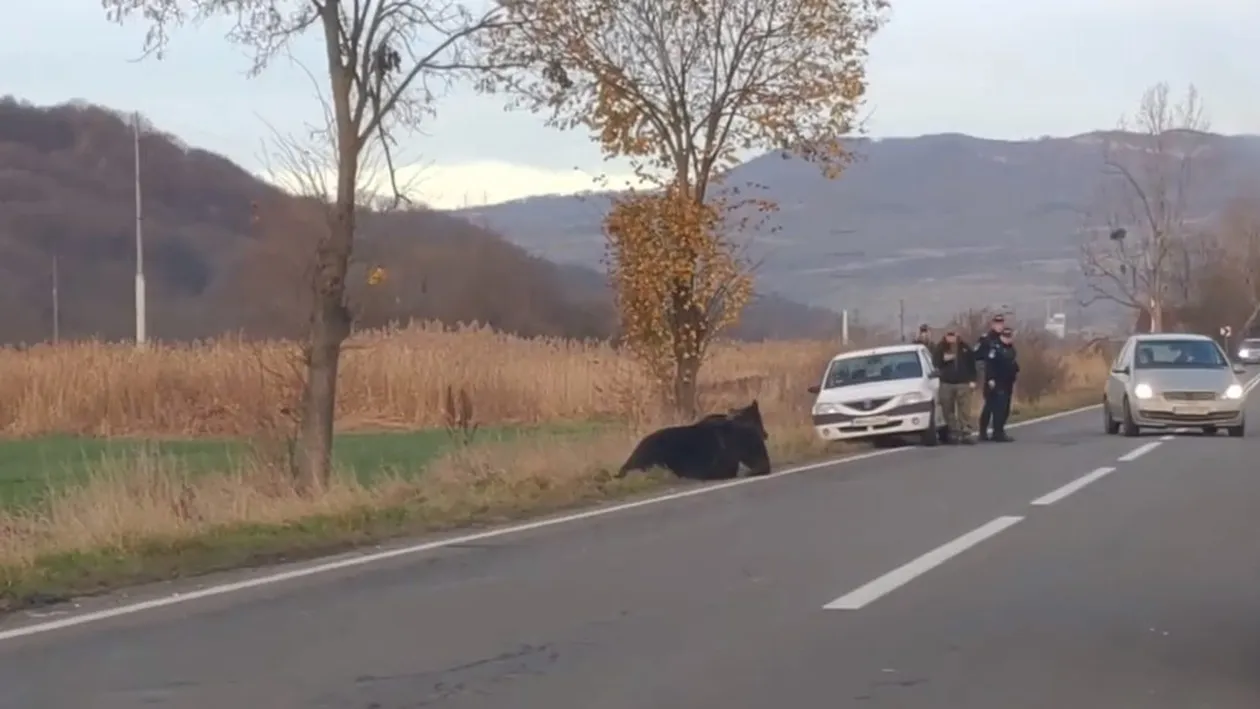 Încă un urs a fost lovit mortal de o mașină, în Mureș