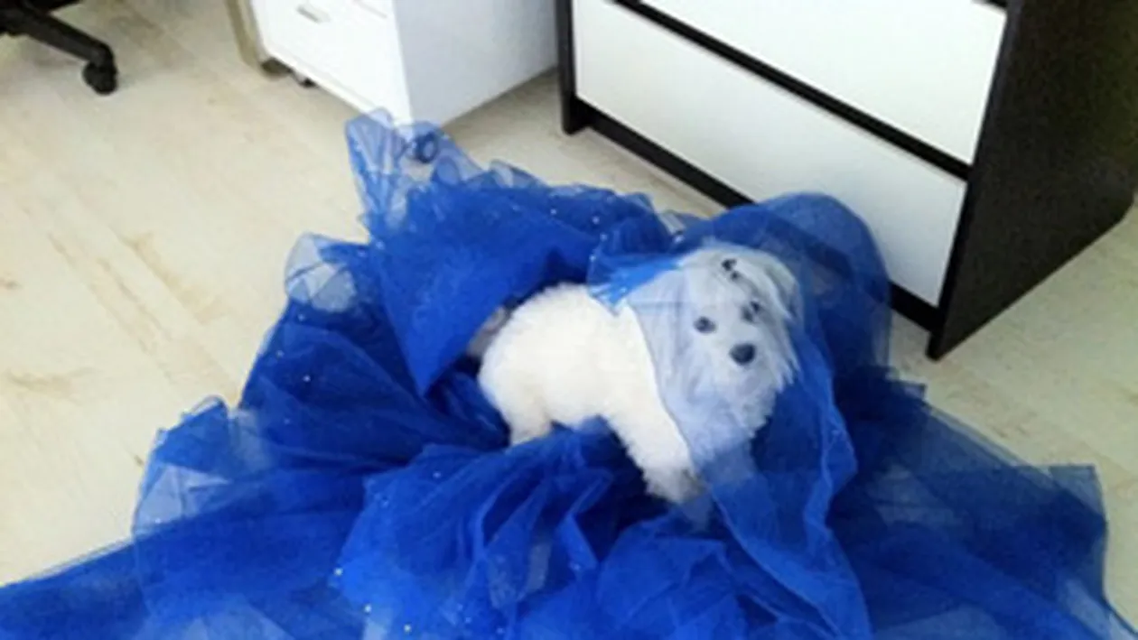 Anda Adam isi face cainele artist! Uite ce tinuta de scena i-a pregatit!