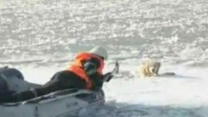 Un câine a stat zeci de minute în apele îngheţate ale Timişului! Ce s-a întâmplat cu bietul animal