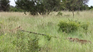 Doi leoparzi joaca "funia" cu un piton!