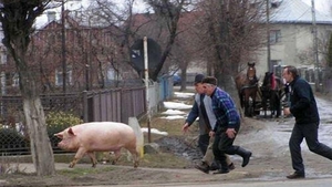 Caz ireal în Pădureni! Un sătean a fost prins furând 14 rațe de la vecinul lui. Ca să fie iertat, i-a promis o bucată din porcul pe care urma să-l taie. Ce a urmat depășește orice imaginație