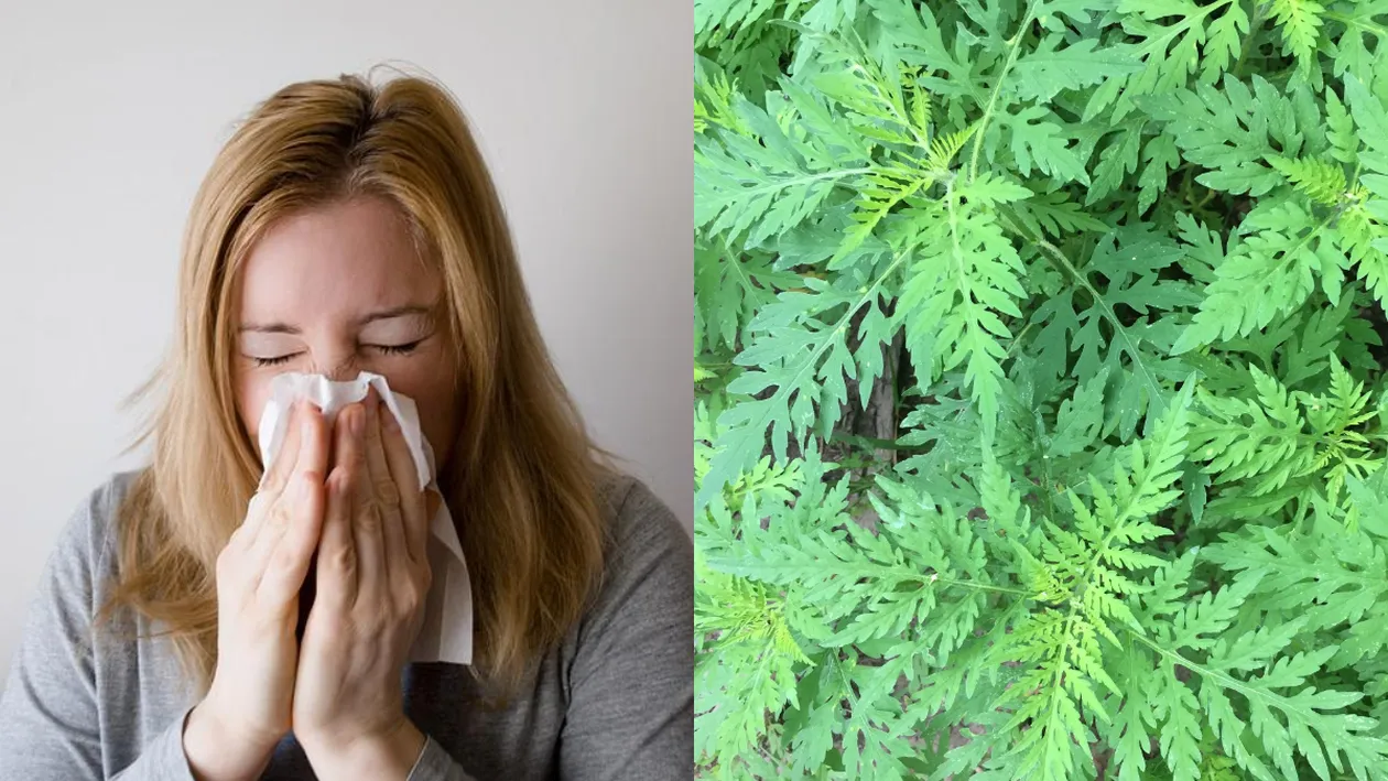 Ce să nu faci dacă ai alergie la ambrozie? Sfatul specialiștilor