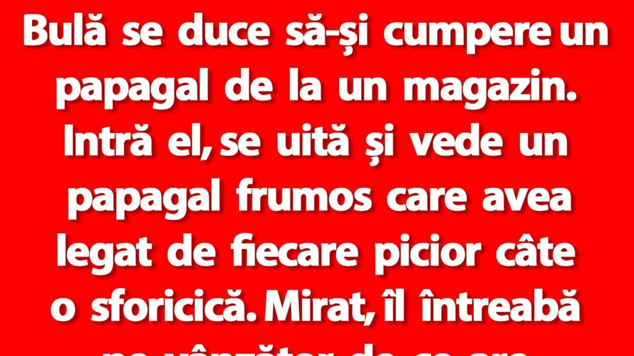 BANC | Bulă se duce să-și cumpere un papagal de la un magazin