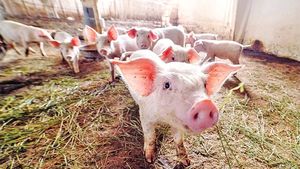 Cât costă, de fapt, să crești un porc în România, acum, în 2023. Acesta este calculul complet