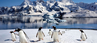 O nouă specie de pinguin a fost descrisă după mai bine de un secol