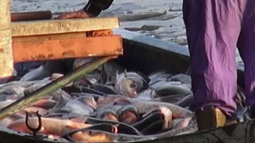 Nu o sa iti vina sa crezi ce se ascunde in Lacul Herastrau!