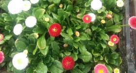 Galerie foto - poza 1