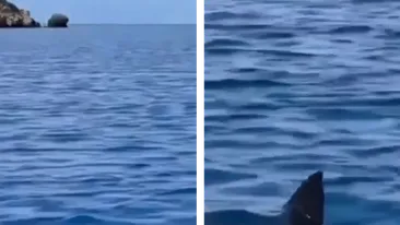 Panică în Turcia, după ce rechinii au venit aproape de țărm! Turiștii au fost evacuați. VIDEO