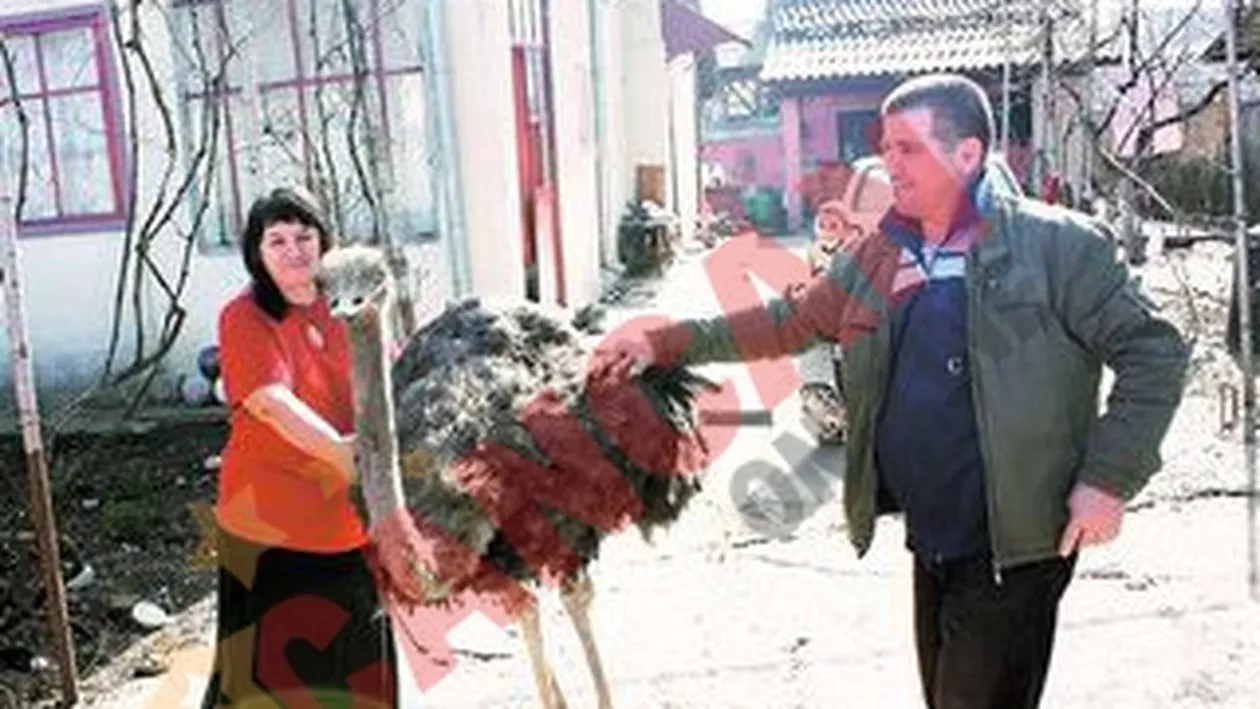 S-au trezit cu un strut in curte