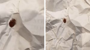 Ploșnițe într‐un liceu cunoscut din Capitală! Părinții fac acuzații grave: ”Copiii se tem să mai stea în bancă”