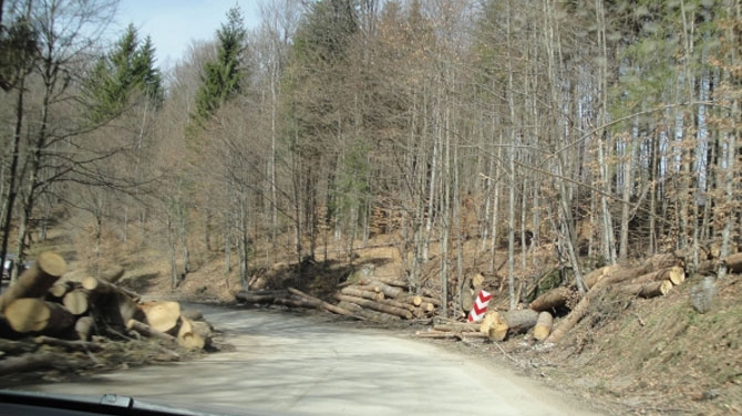 Circulatia din Prahova a fost afectata pe doua drumuri nationale din cauza unor copaci doborati de vant