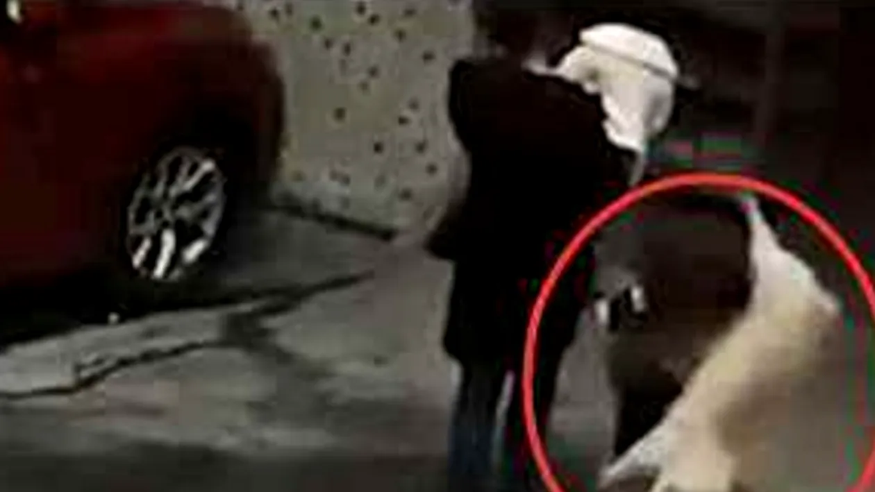 O femeie a ajuns la spital după ce i-a căzut un câine în cap