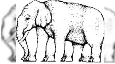 Iluzia optică a zilei | Câte picioare are elefantul din imagine? Misterul care a intrigat internetul