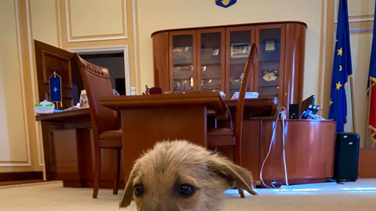 Prima reacție a lui Marcel Vela, după ce doi copii au omorât un cățeluș: ”Vă rog să-mi scrieți în privat!” Cum s-a fotografiat ministrul Internelor