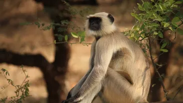 Bebeluș furat de o maimuță în timp ce era alăptat de mama lui. Copilul a murit