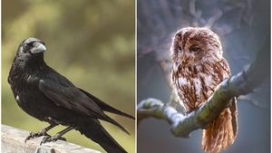 Zodiacul păsărilor sacre. Eşti Corb sau Bufniţă? Calculează-ţi semnul din acest horoscop inedit şi află ce spune despre tine