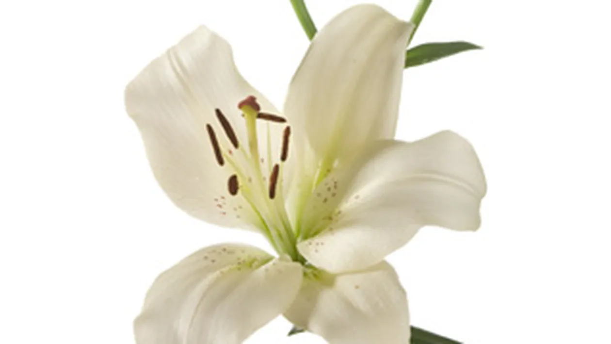 Plantele ideale pentru balconul tau!