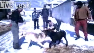 VIDEO Lupta SADICA intre un KANGAL TURCESC de peste 100 de kilograme si un CANE CORSO pachet de muschi!