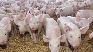 Încă un focar de pestă porcină în comuna Balta Albă, din județul Buzău