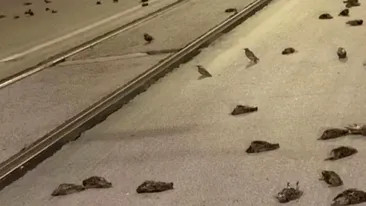 Imagini înfiorătoare în centrul Romei. Mii de păsări au murit din cauza artificiilor