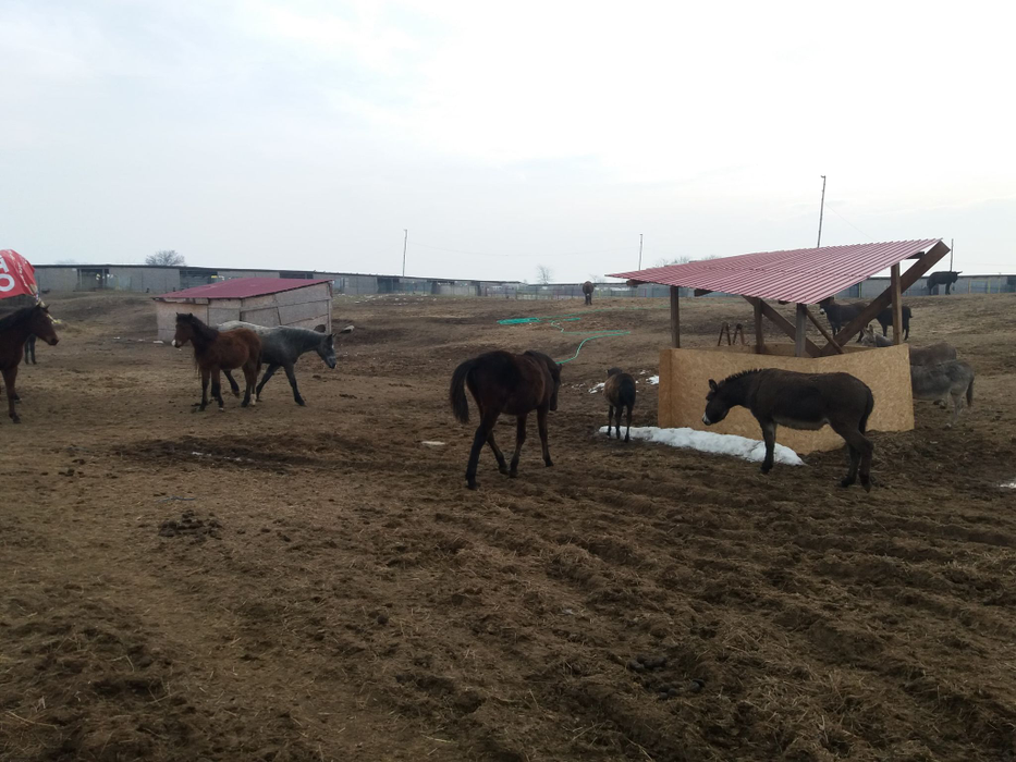 Caii maltratați de stăpâni au parte de dragoste la adăpostul din Dolj