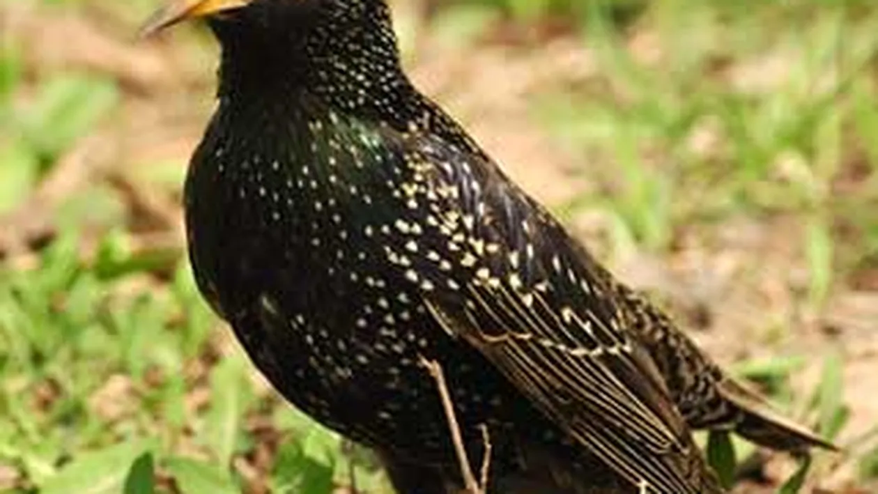 Mii de pasari moarte au cazut peste un oras din statul Arkansas