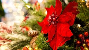 Planta pe care e MUSAI s-o ai în ziua de Crăciun, pe masă. Atrage banii și bunăstarea!