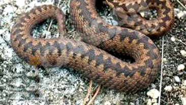 Atentie vipere! Invazie de serpi in judetul Hunedoara!