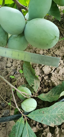 O olteancă și soțul ei neamț cultivă arbori exotici într-o comună vestită pentru legumele tradiționale