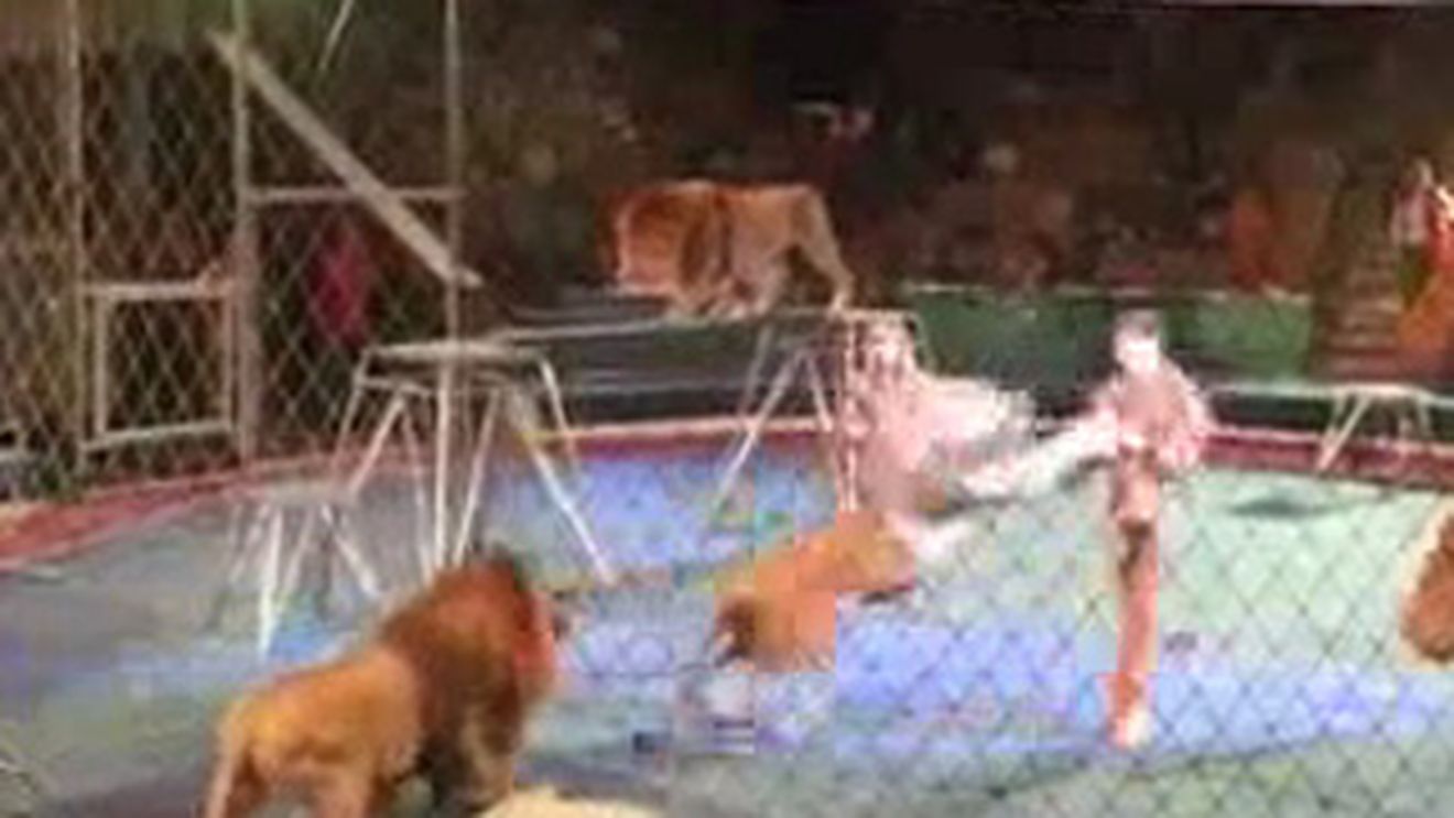 VIDEO Cel mai dement dresor! Un leu l-a muscat de mana, dar el nu s-a lasat si a ripostat