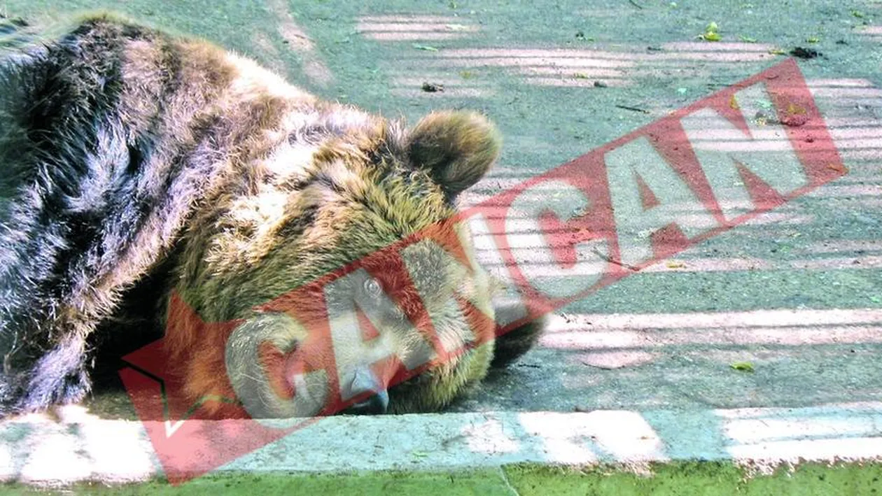 Vulpoiu a salvat gradina zoologica din Focsani