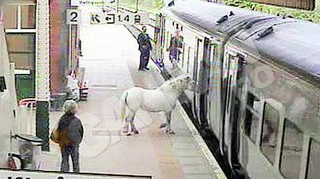 Un barbat din Marea Britanie si-a urcat calul in tren
