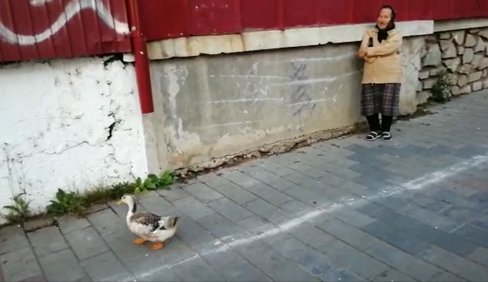 Fabulos! O bătrână din Botoșani a ieșit cu o rață la plimbare prin oraș. Cum a reușit să scape fără să fie amendată de polițiștii care au verificat-o
