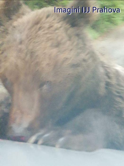 Este alertă în Prahova. Un urs rănit și agresiv a atacat oamenii în zona Bușteni