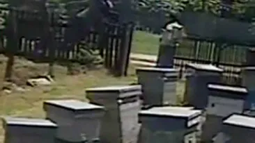 VIDEO CIRC! Taranii astia sunt mai tari ca toti actorii din Las Fierbinti! Uite cum sare un carutas sa bata un proprietar de stupi! A intrat cu batele peste el, iar apicultorul a rasturnat stupii sa-l atace albinele!