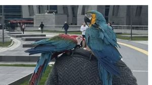 Doi papagali au fost chemați ca martori într-un proces de divorț! Ce au repetat obsesiv cele două păsări