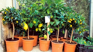 Livada de pe balcon! Nu numai bonsaii pot creste in ghiveci, ci si pomii fructiferi pitici