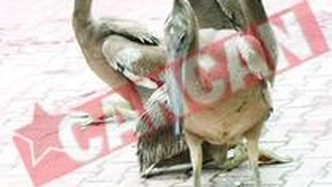 Familia de la Zoo s-a marit