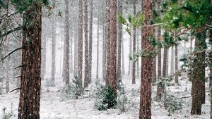 Cum va fi vremea pe 8 decembrie. Anunțul important al ANM: Temperaturile scad și va ninge