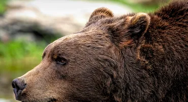 Ea este tânăra care a pierit într-un mod șocant. Avea doar 18 ani și încerca să scape de un urs