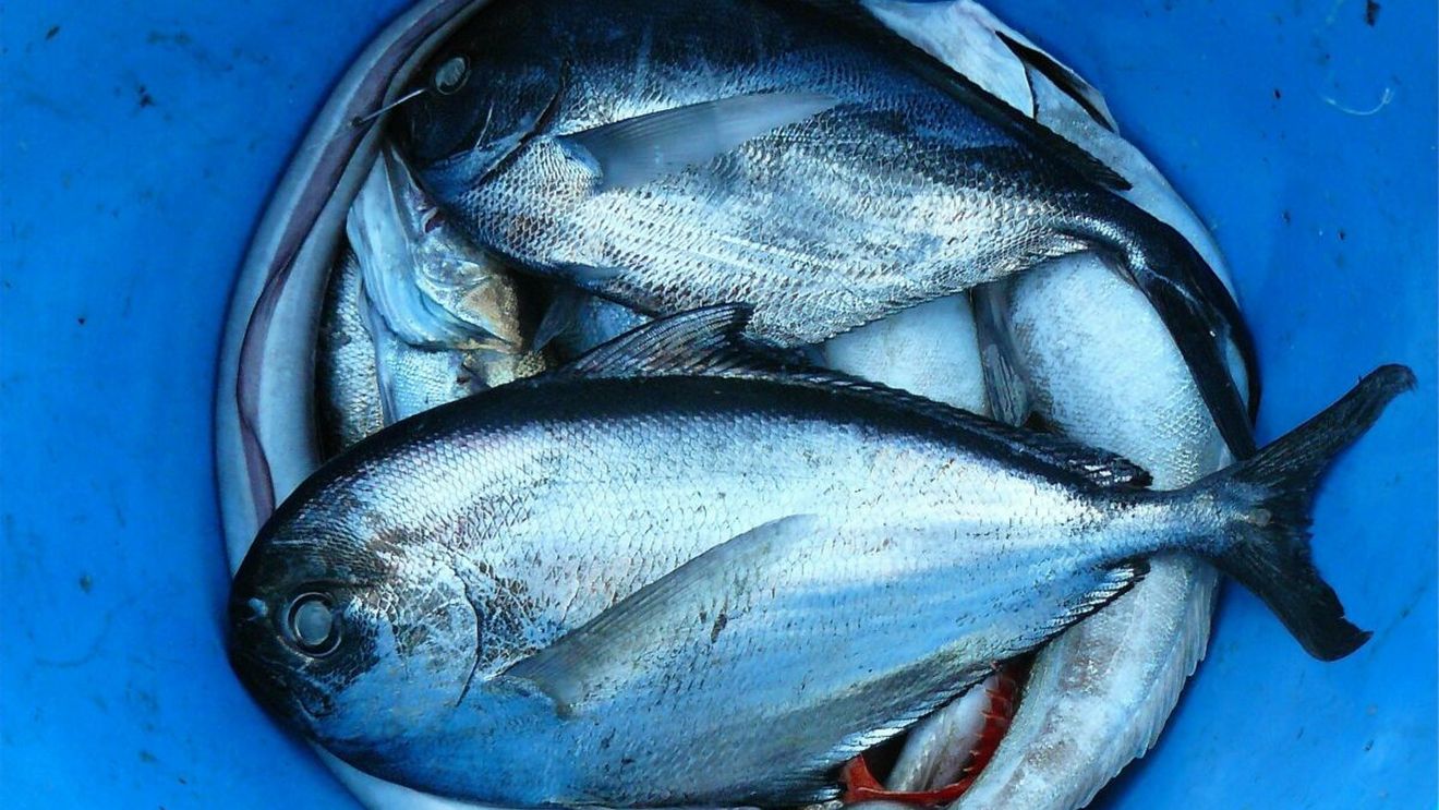 Peștele, aliat al creierului sau pericol ascuns? Avertismentul neurochirurgului Ioan Dănăilă despre mercur și hidragirism