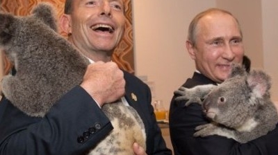 Guvernul Australiei, acuzat că investeşte prea mult în urşii koala!