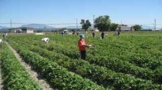 Spaniolii nu isi pot gasi de lucru in fermele din Spania din cauza strainilor, inclusiv romani
