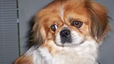 Minciuna are picioare scurte! Ce au găsit medicii în stomacul câinelui său, l-a dus la un pas de divorţ!