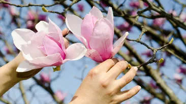 Locul din România numit „orașul florilor”! Imagini spectaculoase cu magnolii și cireși japonezi