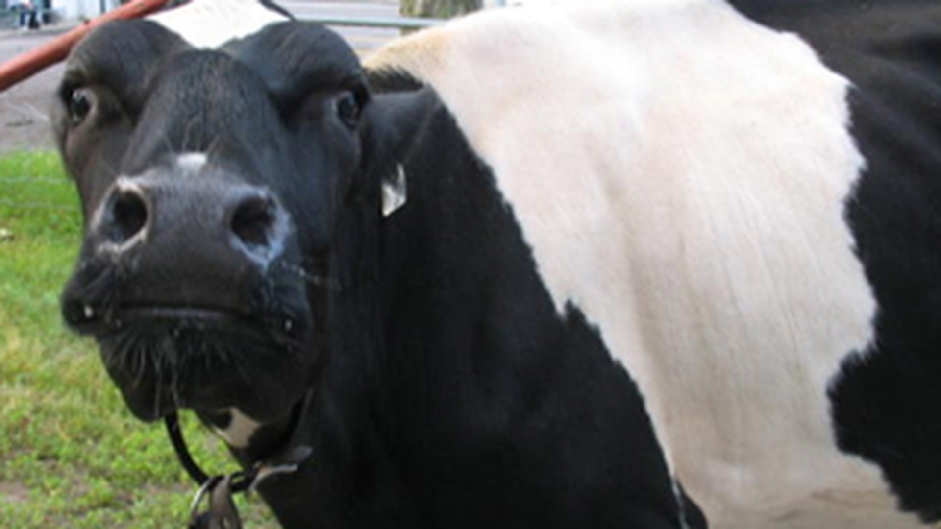 Batrana de 70 de ani, batuta mar de un vecin care o suspecta ca i-a fermecat vaca