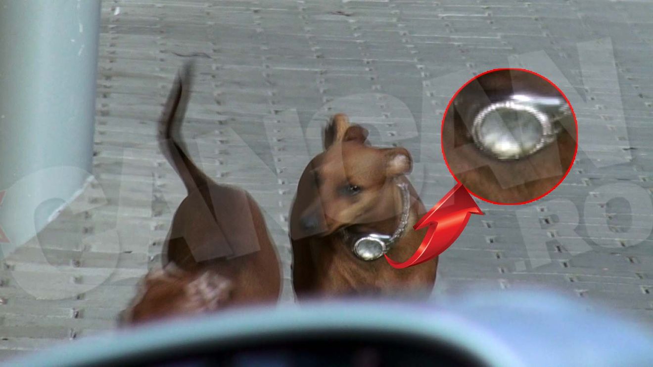 Ce-o fi fost in capul stapanului? Uite ce a putut sa-i puna la gat catelului!