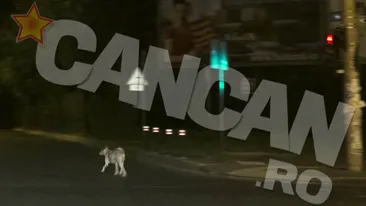 Un caine, o zebra si-un bucurestean cu mult timp liber! Vezi cum s-a chinuit sa-l invete pe patruped sa treaca strada pe verde!